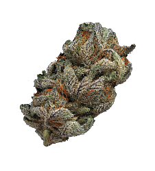 Buds